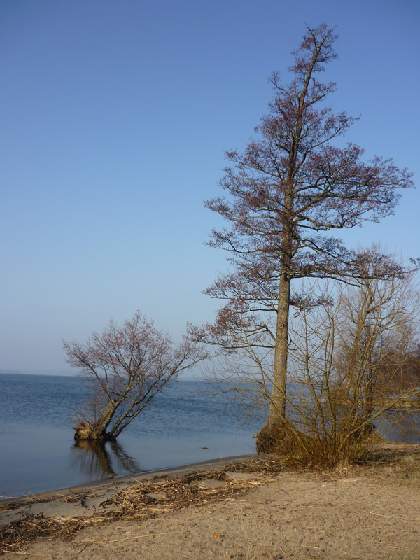 Trees at Ringsjö